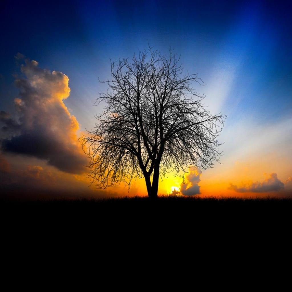 Sunrise Tree