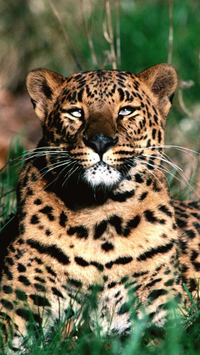 Wild Jaguar