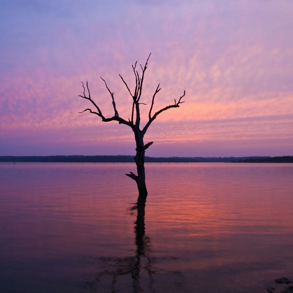 Lonely Tree In Purple Lake iPad Wallpaper Download | iPhone Wallpapers