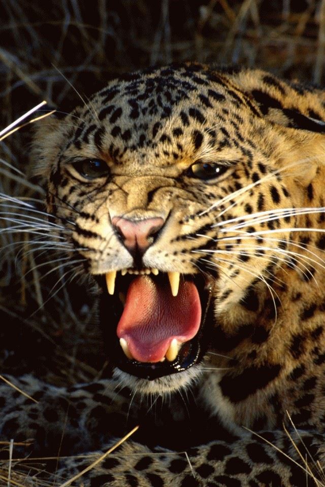 Fierce Leopard iPhone 4s Wallpaper Download | iPhone Wallpapers, iPad