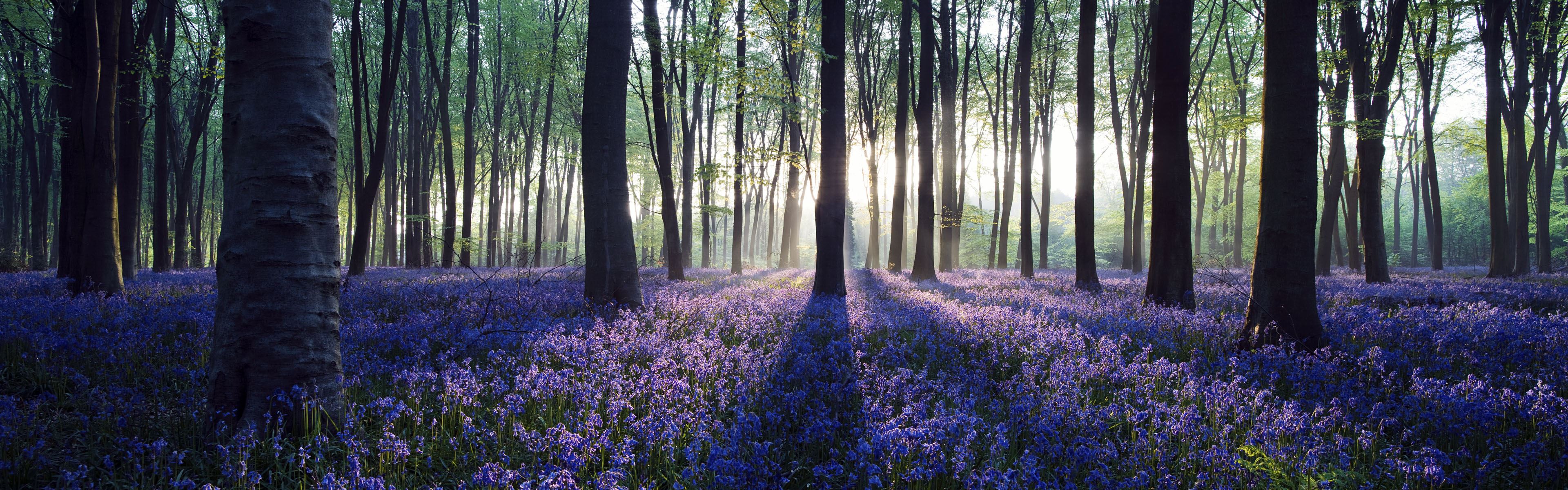 Lavender-in-Forest-iphone-panoramic-wall